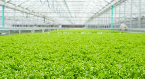A header image of growing greens in a large greenhouse