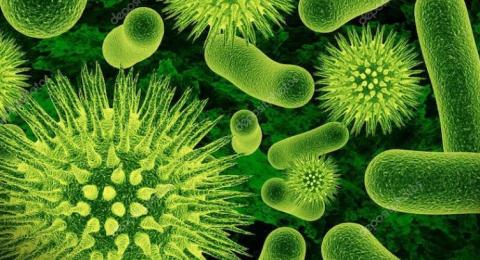 Microscopic germs