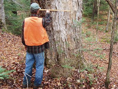 man measuring tree in the woods
